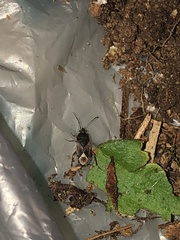 Ischnodemus variegatus