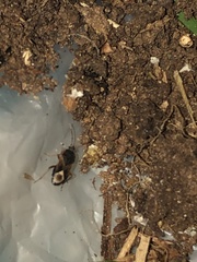 Ischnodemus variegatus