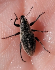 Tanymecus