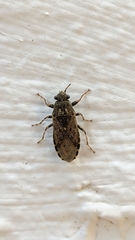 Heterogaster urticae