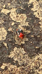 Neocapsus