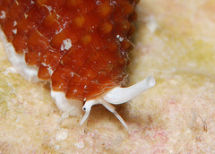 Condylomitra bernhardina