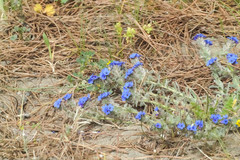 Alkanna tinctoria