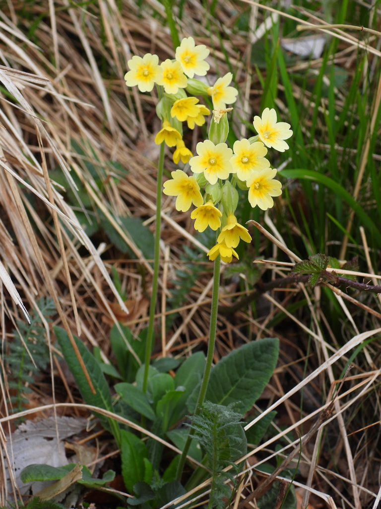 Primula × media
