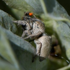 Habronattus coecatus