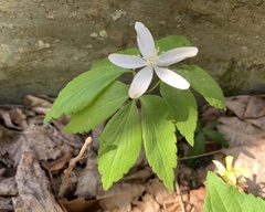 Anemonoides lancifolia