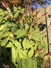Ipomoea lobata
