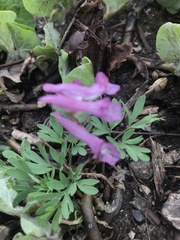 Corydalis solida