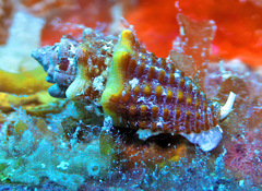 Condylomitra bernhardina