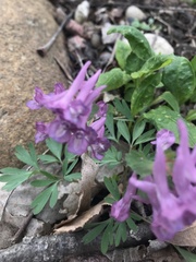 Corydalis solida