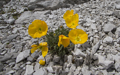 Papaver alpinum