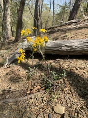 Packera antennariifolia