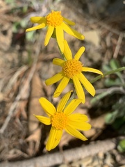 Packera antennariifolia