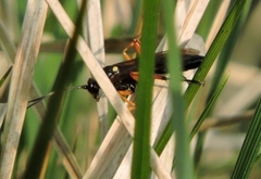 Diphyus quadripunctorius