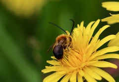 Eucera