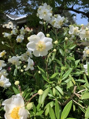 Carpenteria