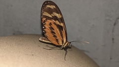 Mechanitis polymnia veritabilis