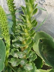 Umbilicus horizontalis