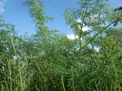 Ferula glauca