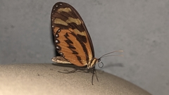 Mechanitis polymnia veritabilis
