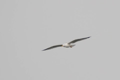 Larus michahellis