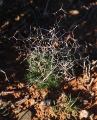 Asparagus exuvialis