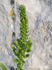 Umbilicus horizontalis