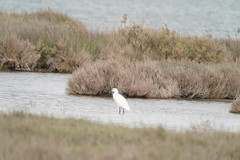 Egretta garzetta