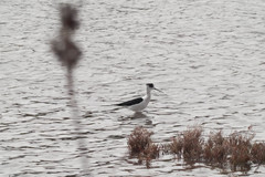 Himantopus himantopus