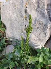 Umbilicus horizontalis