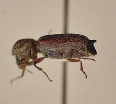 Amphicerus bicaudatus