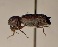 Amphicerus bicaudatus