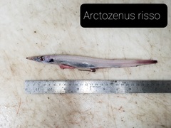 Arctozenus risso
