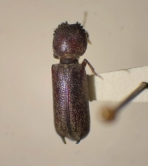 Amphicerus bicaudatus