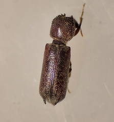 Amphicerus bicaudatus