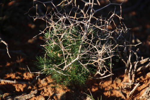 Image of Asparagus exuvialis by (c) Tony Rebelo, some rights reserved (CC BY-SA)