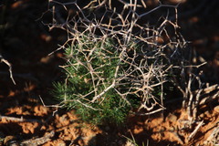 Asparagus exuvialis