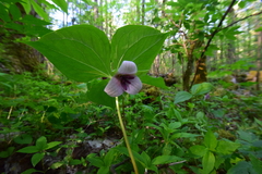 Trillium vaseyi