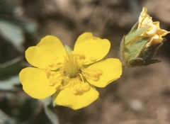 Potentilla concinna