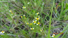 Tagetes filifolia