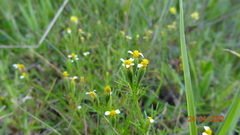 Tagetes filifolia