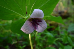 Trillium vaseyi