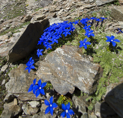 Gentiana bavarica subacaulis
