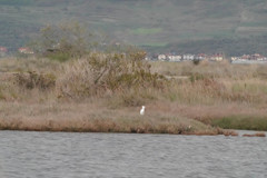 Egretta garzetta