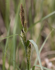 Carex hyalinolepis