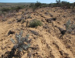 Leucospermum rodolentum