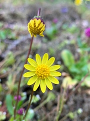 Crocidium multicaule