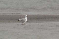 Larus michahellis
