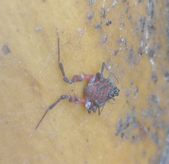 Metabalta tuberculata