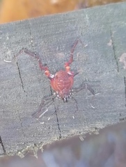 Metabalta tuberculata